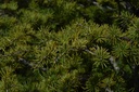 Cèdre du Liban – Gemmotype (bourgeon) - 3