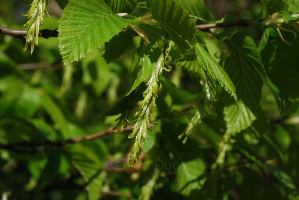 Charme – Gemmotype (bourgeon) - 2