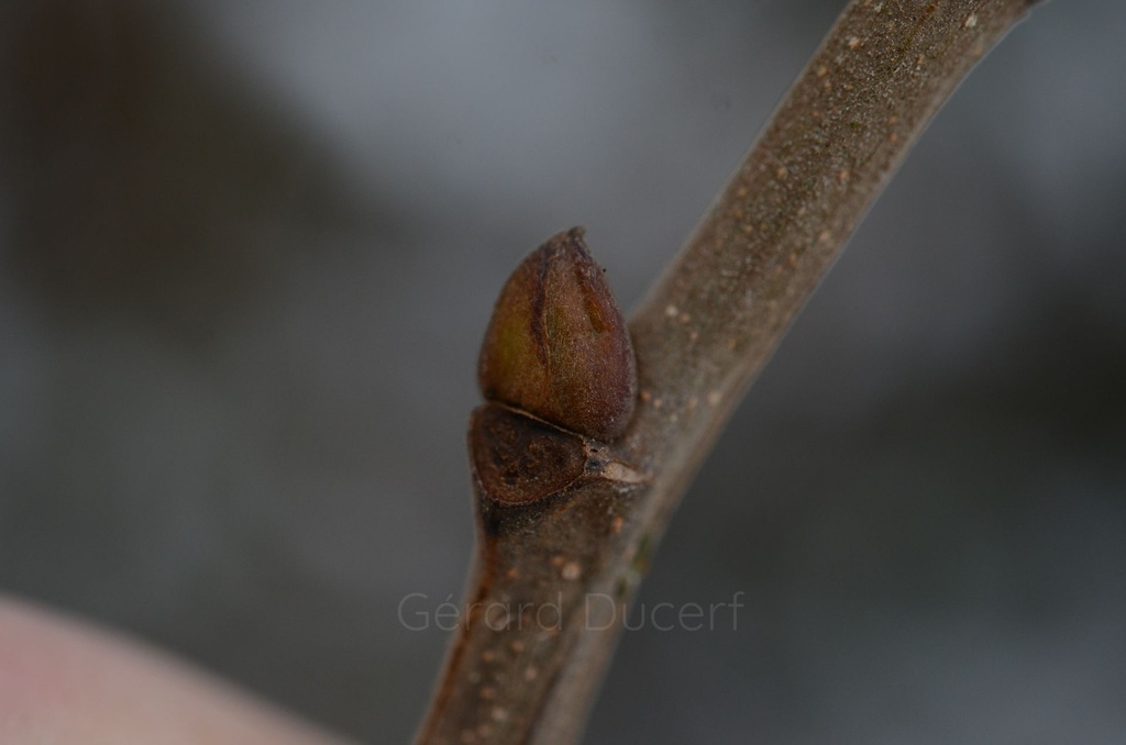 Châtaignier – Gemmotype (bourgeon) - 3