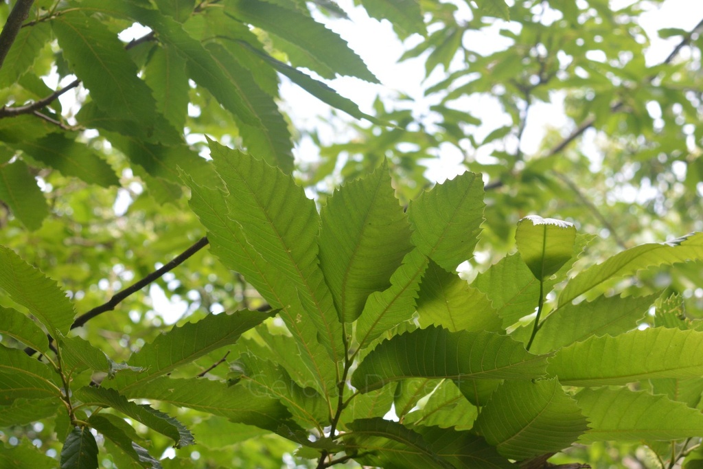 Châtaignier – Gemmotype (bourgeon) - 4