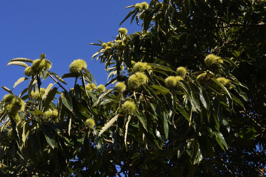 Châtaignier – Gemmotype (bourgeon) - 5