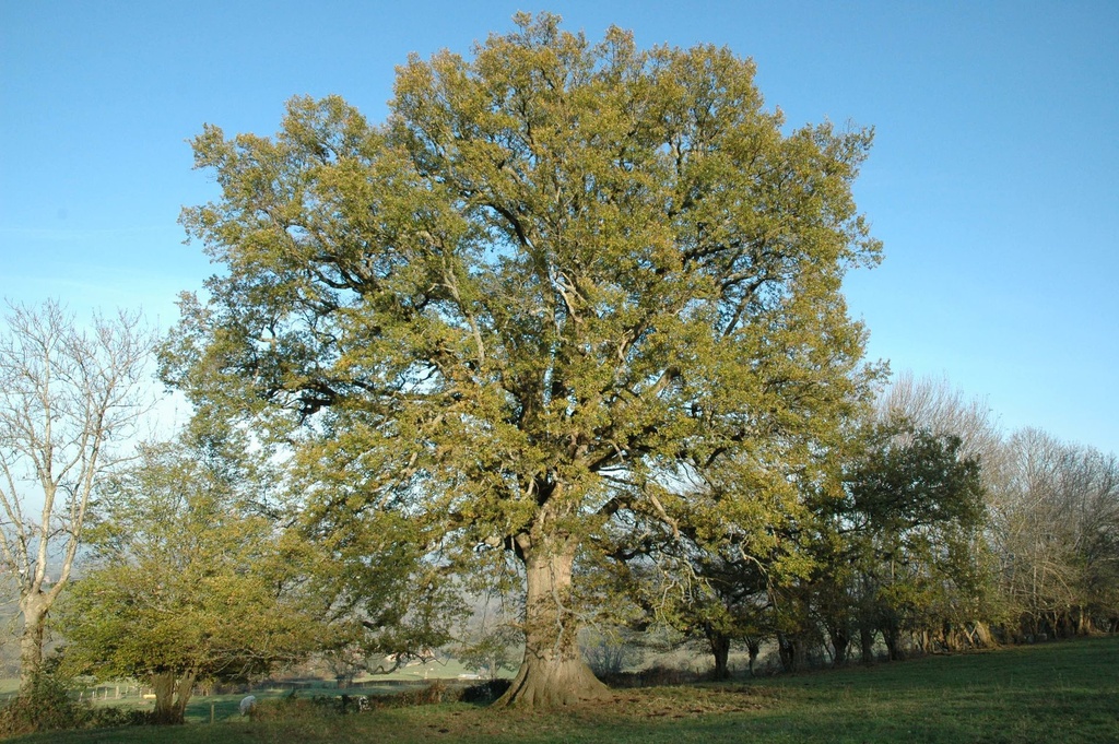 Chêne pédonculé – Gemmotype (bourgeon) - 2