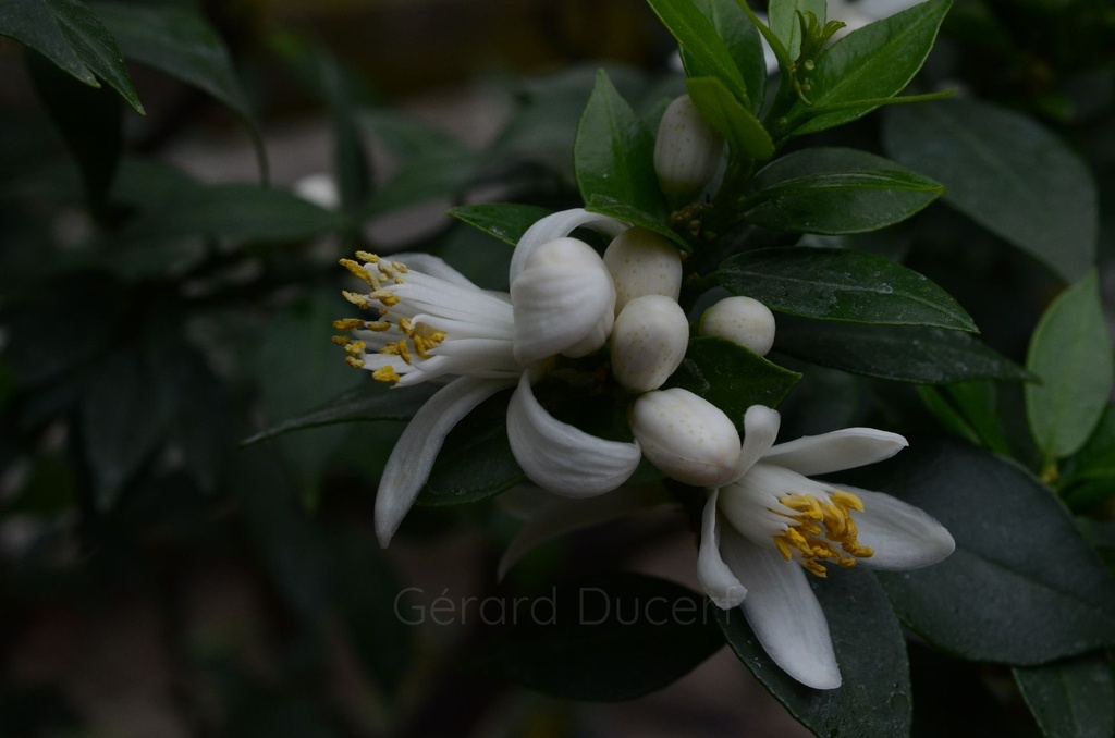 Citronnier – Gemmotype (bourgeon) - 2