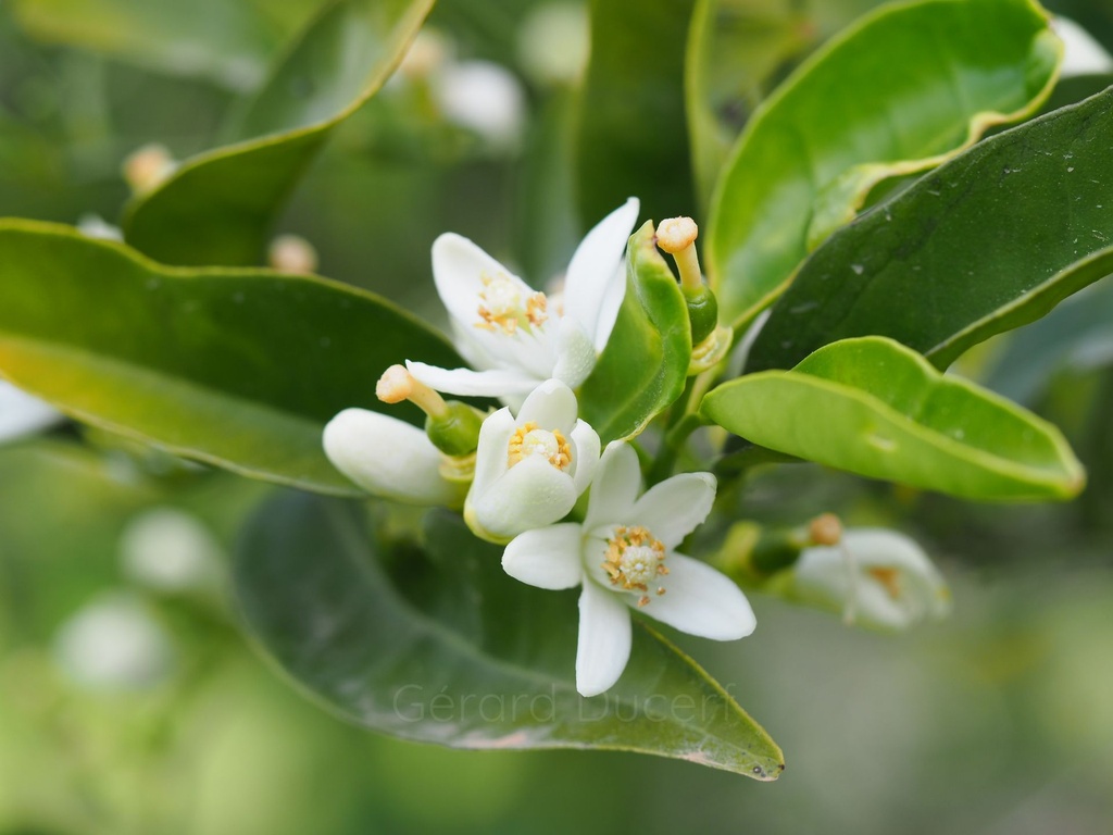 Citronnier – Gemmotype (bourgeon) - 3