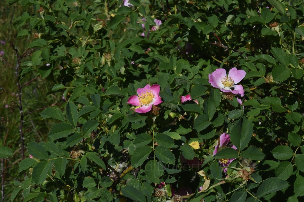 Églantier Gemmotype (bourgeon) - 3