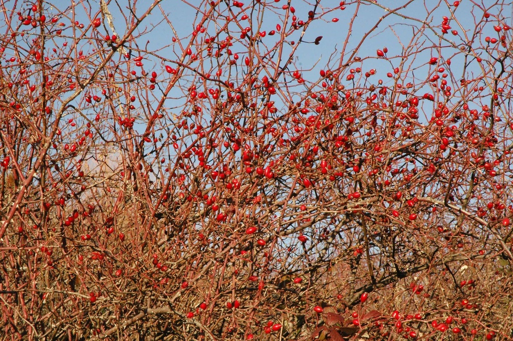 Églantier Gemmotype (bourgeon) - 5