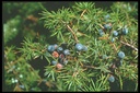 Genévrier -  Gemmotype (bourgeon) - 3