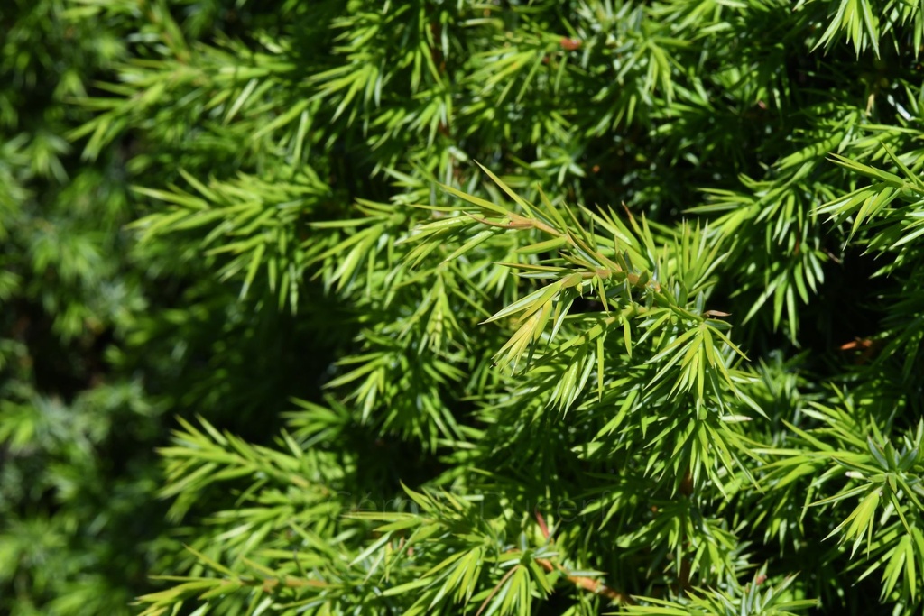 Genévrier -  Gemmotype (bourgeon) - 4