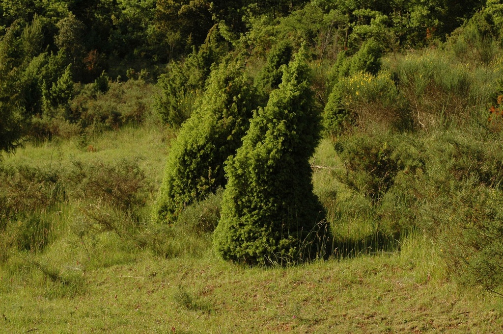 Genévrier -  Gemmotype (bourgeon) - 5