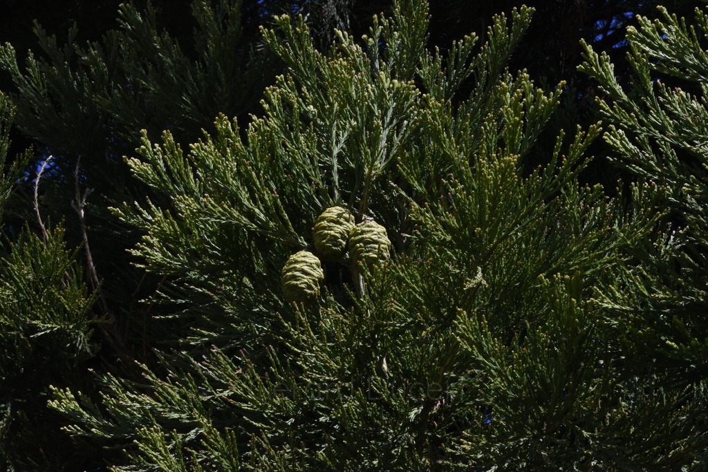 Séquoia -  Gemmotype (bourgeon) - 2