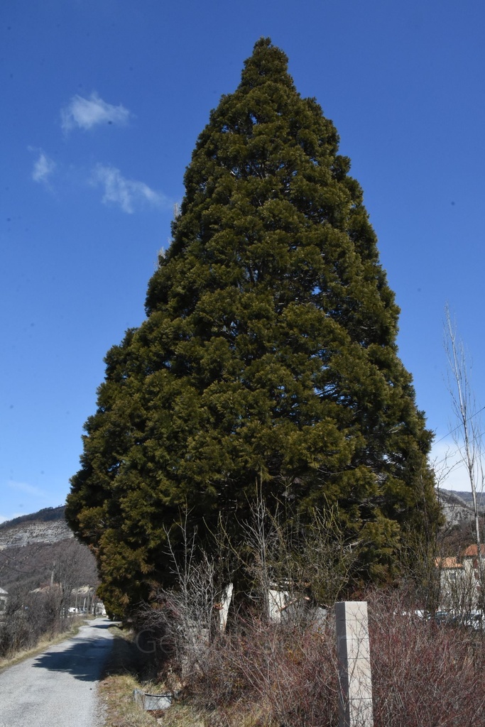 Séquoia -  Gemmotype (bourgeon) - 4
