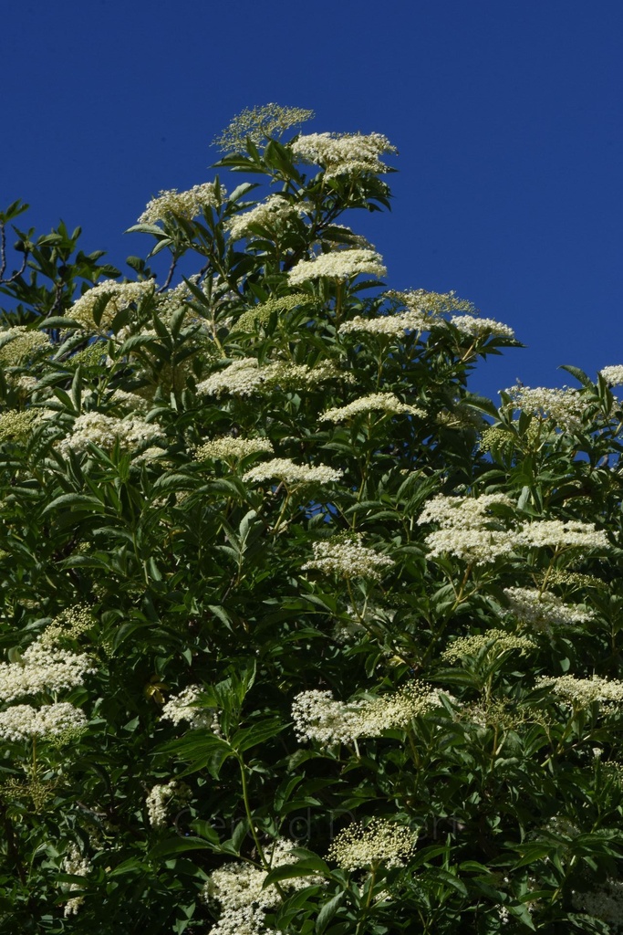 Sureau noir - Gemmotype (bourgeon) - 2