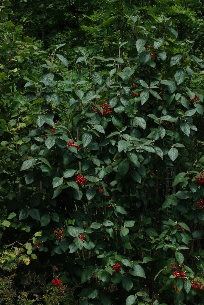 Viorne lantane -  Gemmotype (bourgeon) - 2