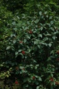 Viorne lantane -  Gemmotype (bourgeon) - 2