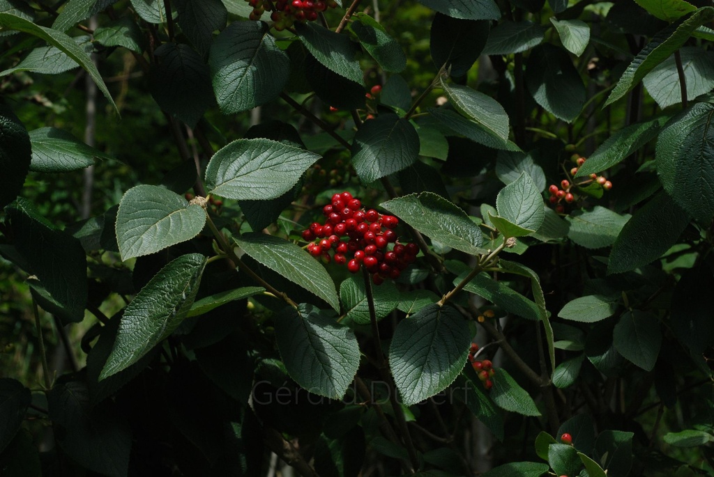 Viorne lantane -  Gemmotype (bourgeon) - 3