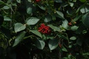 Viorne lantane -  Gemmotype (bourgeon) - 3