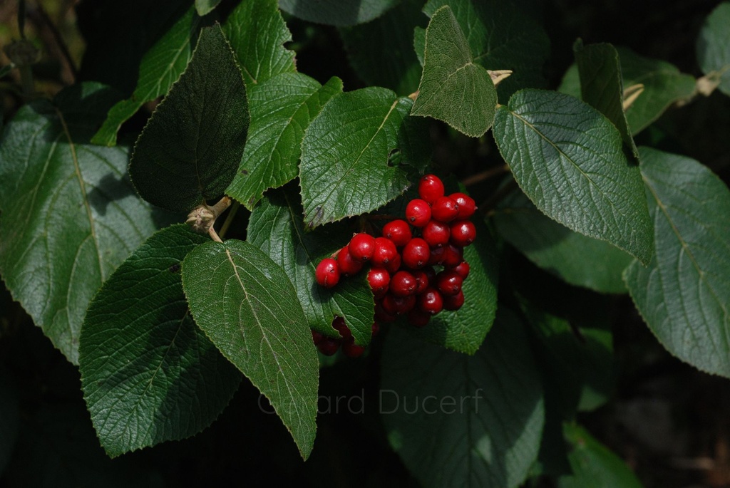 Viorne lantane -  Gemmotype (bourgeon) - 4