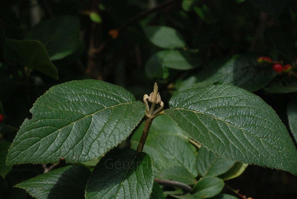 Viorne lantane -  Gemmotype (bourgeon) - 5