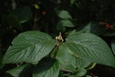 Viorne lantane -  Gemmotype (bourgeon) - 5