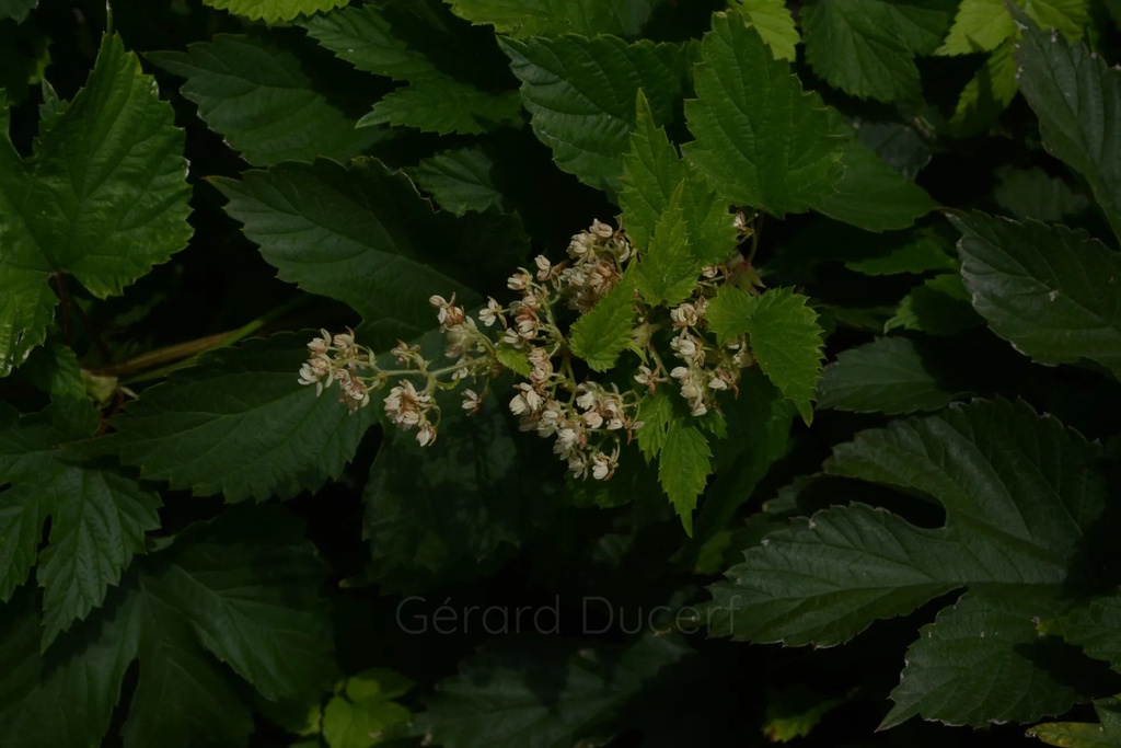 Houblon - Gemmotype (bourgeon) - 4