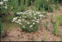 Achillée millefeuille - Phytotype - 2