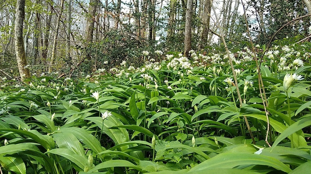 Ail des ours - Phytotype - 2