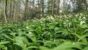 Ail des ours - Phytotype - 2