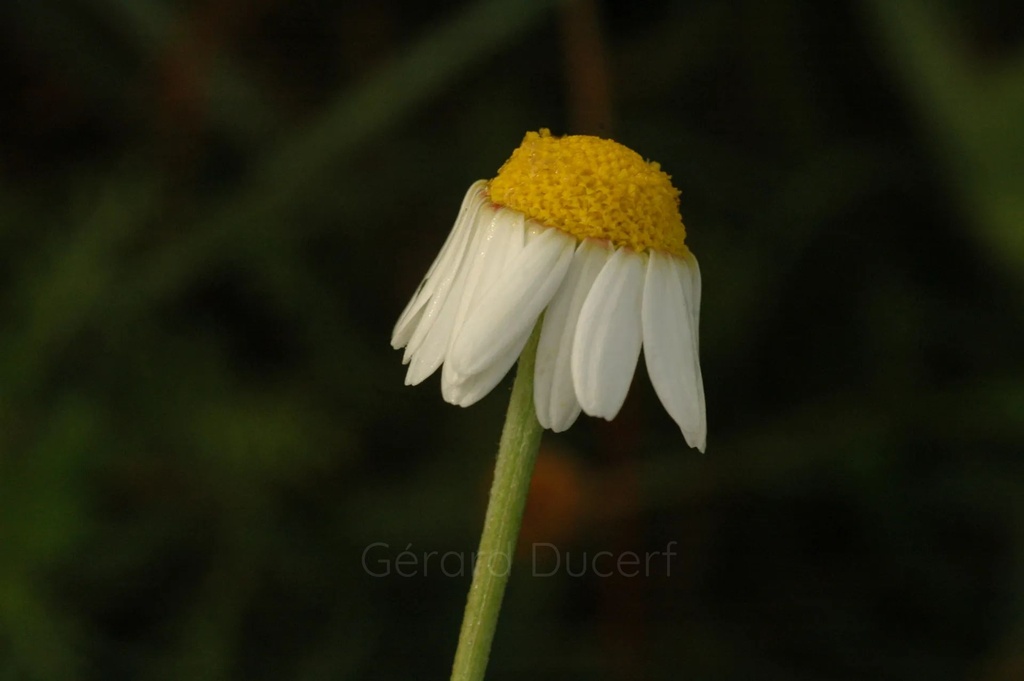 Camomille romaine - Phytotype - 2