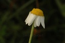 Camomille romaine - Phytotype - 2
