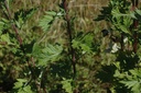 Armoise commune - Phytotype - 2