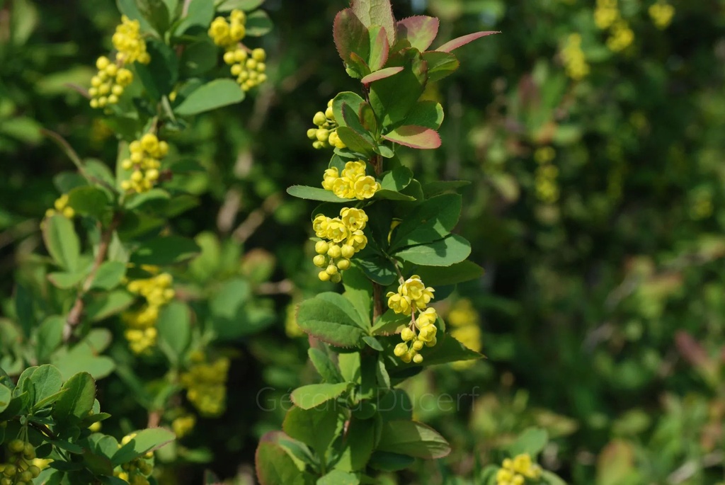 Épine vinette - Phytotype - 2