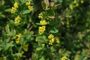 Épine vinette - Phytotype - 2