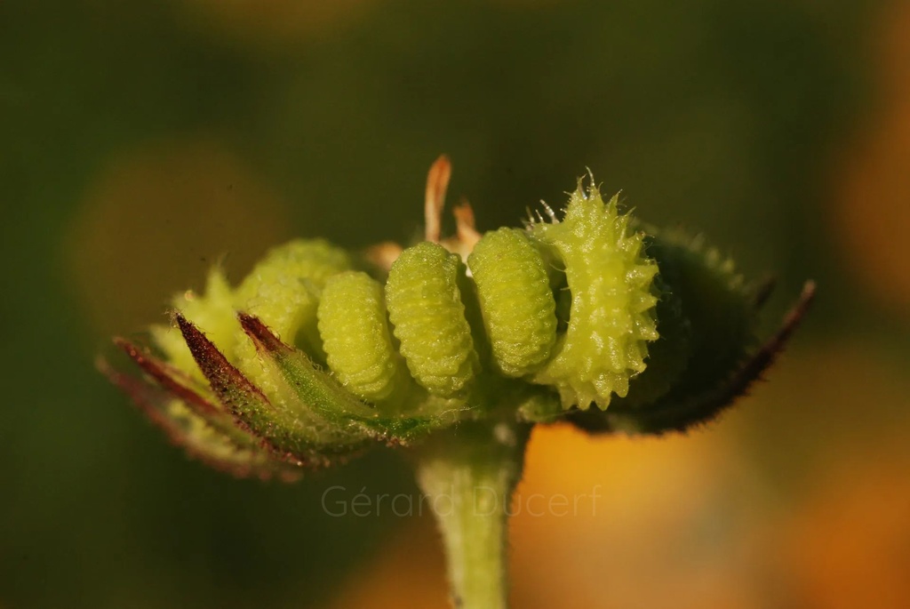 Souci  - Phytotype - 2