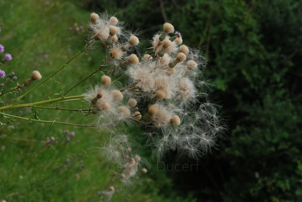 Cirse des champs - Phytotype - 2