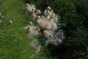 Cirse des champs - Phytotype - 2