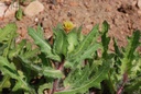 Chardon béni - Phytotype - 2