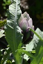 Artichaut  - Phytotype - 2