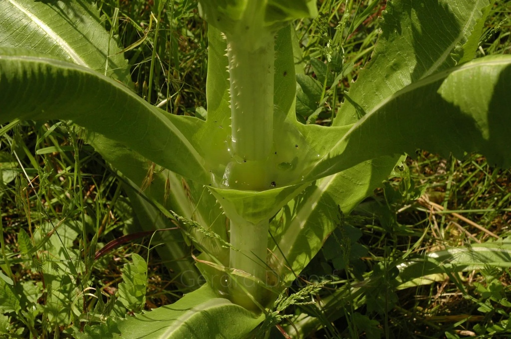 Cardère  - Phytotype - 2