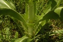 Cardère  - Phytotype - 2