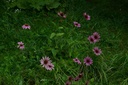 Échinacée pourpre - Phytotype - 2