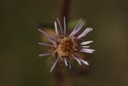 Vergerette du Canada - Phytotype - 2