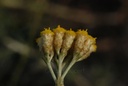Immortelle d’Italie - Phytotype - 2