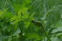 Grande berce - Phytotype - 2