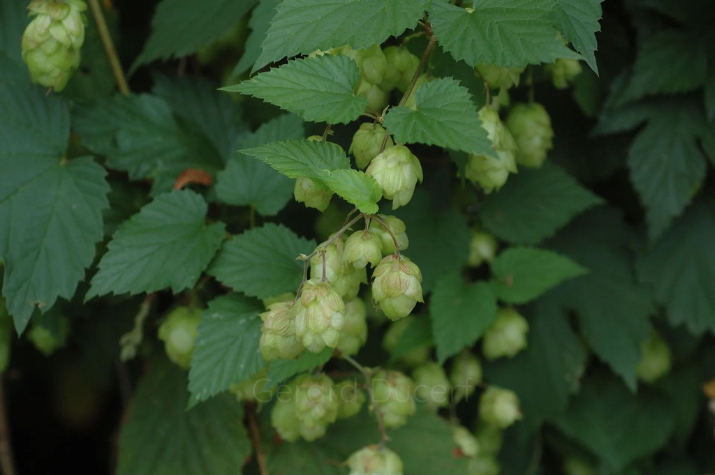 Houblon  - Phytotype - 2