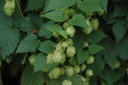 Houblon  - Phytotype - 2