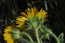 Aunée  - Phytotype - 2