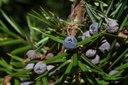Genévrier  - Phytotype - 2