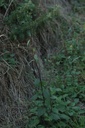 Lampsane commune - Phytotype - 2