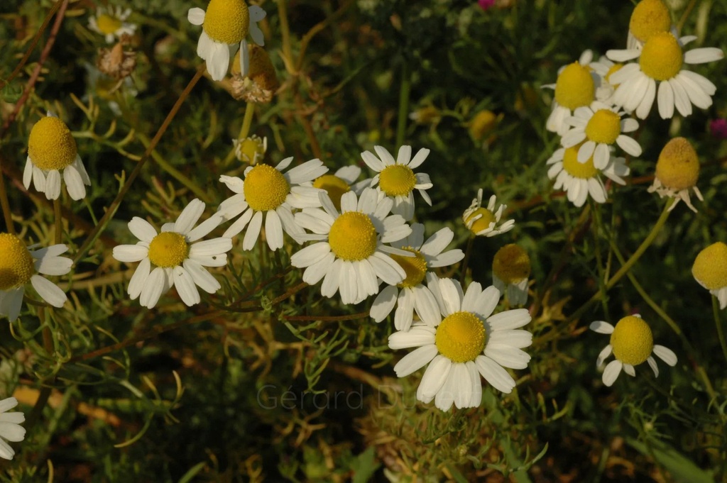 Camomille matricaire - Phytotype - 2