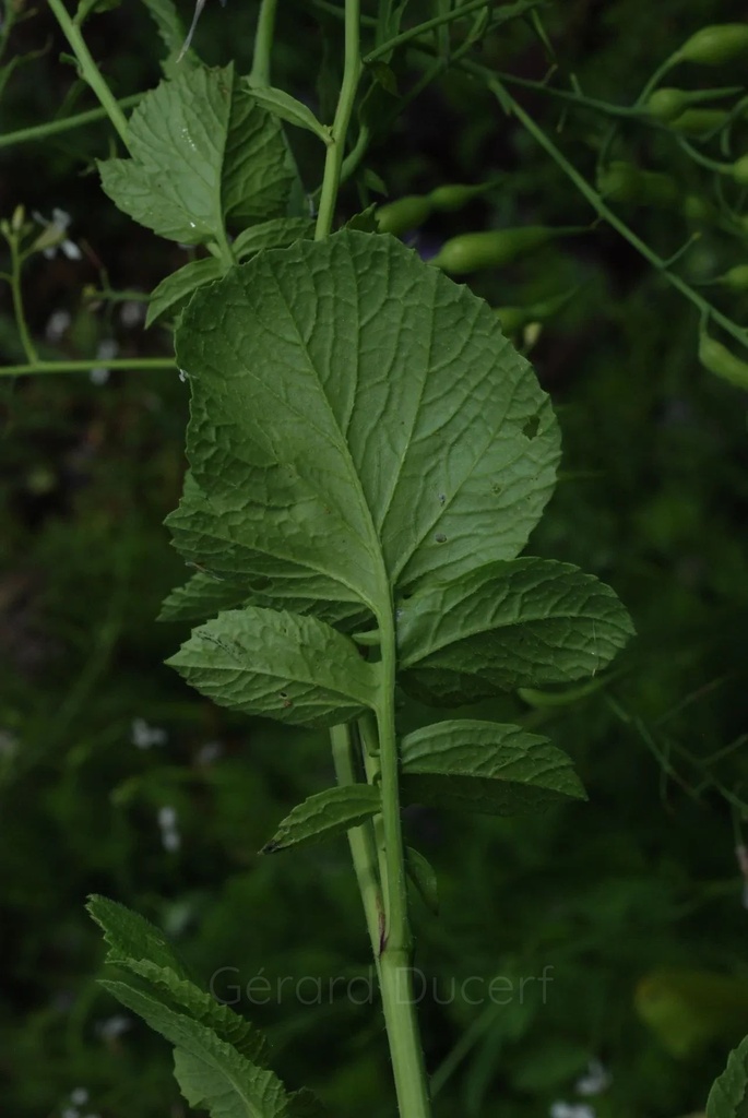 Radis noir - Phytotype - 2
